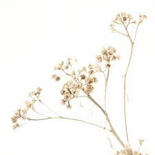 dried beige flowers - Google Search