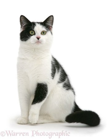 Black-and-white cat photo WP42603