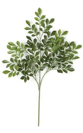 olive branch stem