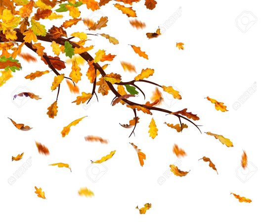 oak leaves falling - Google Search