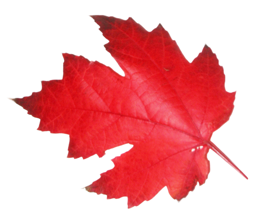 red leaves png - Google Search