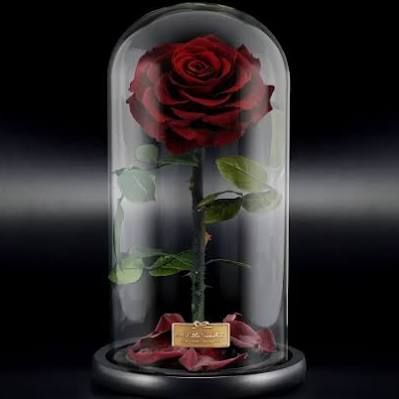 Rose in a glass jar gothic