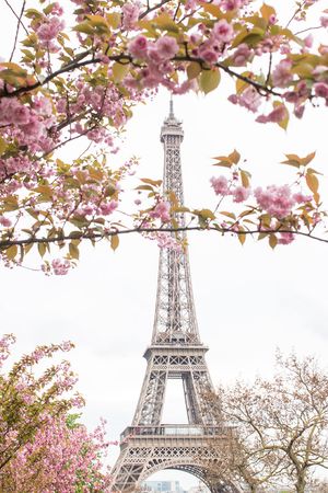 Spring Cherry Blossoms at The Eiffel Tower - Everyday Parisian