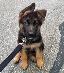 puppy german shepherd - Google Search