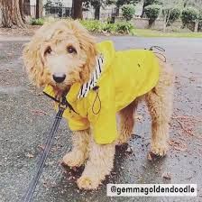 yellow dog raincoat - Google Search