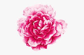 peony png - Google Search