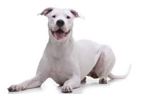 dogo argentino png - Google Search