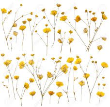 yellow wildflowers - Google Search