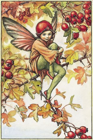 The Hawthorn Fairy - Flower Fairies