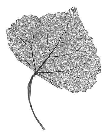 Small Grey Transparent Dried Fallen Leaf Stock Photo - Image of floral, pattern: 35209640