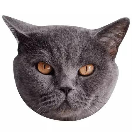 Animals: British Shorthair Cat Foam Core Cutout - Big Head – Fathead