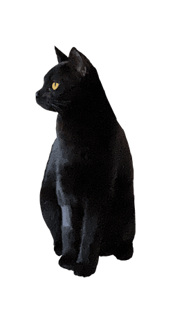 black cat yellow eyes bobtail goth witch witchy
