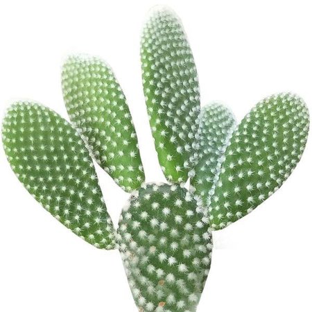 Angel Wing Cactus - Bunny Ears Cactus - Opuntia Microdasys - Succulents Box