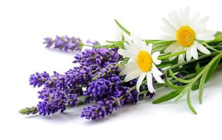 Daisies And Lavender Flowers Bunch On White Background Stock Photo, Picture And Royalty Free Image. Image 85036156.