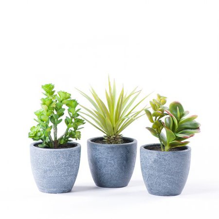 succulent plants - Google Search
