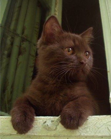 brown cat