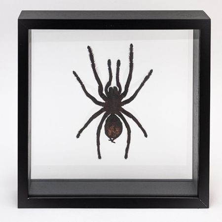 Framed Tarantula Spider | Evolution Store