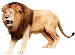 lions animal roaring transparent - Google Search