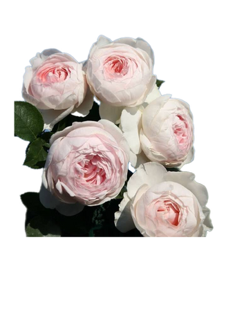 white pink peonies flowers png