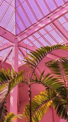 Pink aesthetic palm summer beach tropical california
