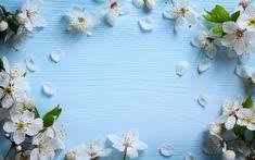 spring blossom background - Google Search