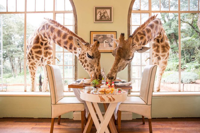 hotel with giraffes nairobi - Google Search