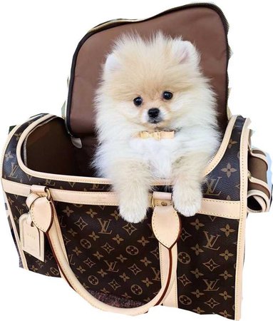 Louis Vuitton Dog Carrier