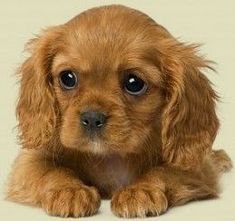 Ruby Cavalier King Charles Spaniel Puppies ** Click image to review more details and ti… (With images) | King charles cavalier spaniel puppy, King charles puppy, King charles dog