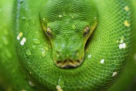 lime green snake