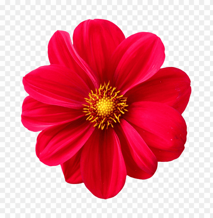 Download dahlia flower png images background | TOPpng