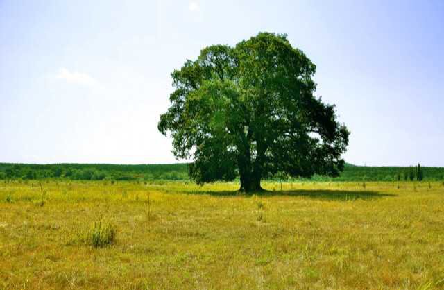 tree in field
