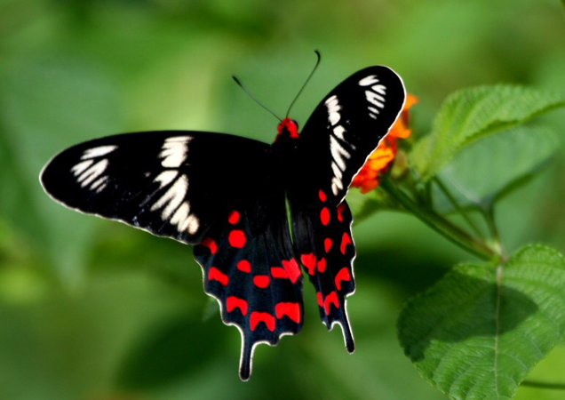 red body swallowtail