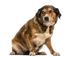 small dog png - Google Search