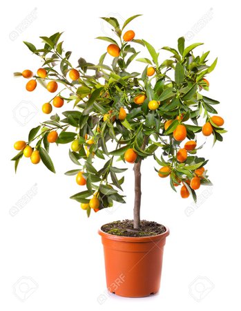 orange tree table plant - Google Search