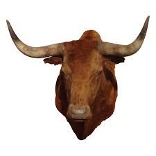 cow taxidermy no background - Google Search