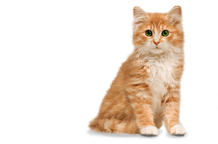 Cat-Small-Cute-PNG.png (439×289)