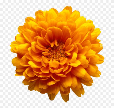 55-558058_orange-flower-clipart-marigold-marriage-make-up-[book].png (840×796)
