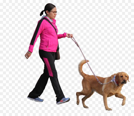 walking a dog no backgroung - Google Search
