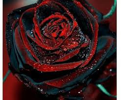 Red And Black Rose