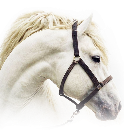 Img - Beautiful White Horse Head | Full Size PNG Download | SeekPNG