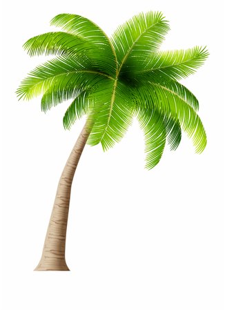 Palm Tree Png Clipart Image - Palm Trees Transparent Background Free PNG Images & Clipart Download #394545 - Sccpre.Cat