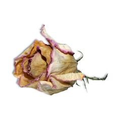 dried rose filler png flower