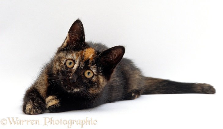 Black tortoiseshell kitten ready to pounce photo WP15520