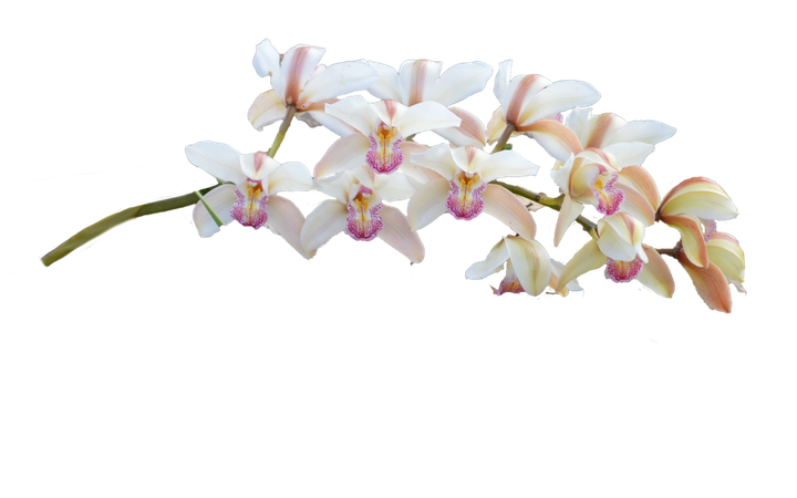 Orchid white colour flower