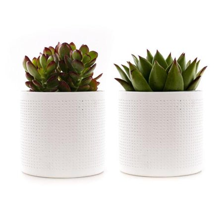 Unbranded 4 in. Assorted Succulent Set in White Dot Pot (2-Pack)-SUCCLYAS39CMSWD - The Home Depot