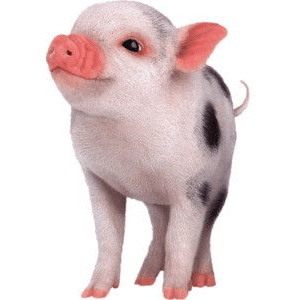 pig png