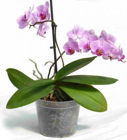 orchidea - Google Search