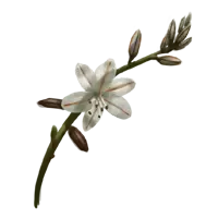 asphodel greek wild flower