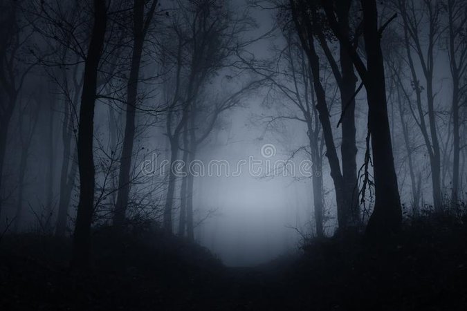 woods at night images - Google Search
