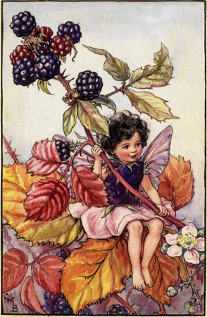 The Blackberry Fairy - Flower Fairies